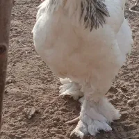 مرغ و خروس برهما سفید و کرمی