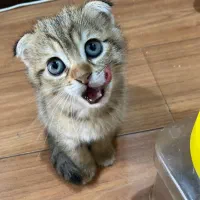 فروش گربه میکس اسکاتیش فولد ۳ ماهه