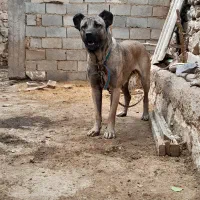 سگ ماده سرابی شکم طلا به شرط