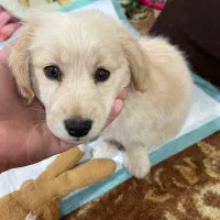 واگذاری توله اشپیتز و پامر