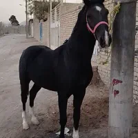 اسب نریان مشکی ۴نشون|اسب و تجهیزات اسبسواری|خمینیشهر, |دیوار