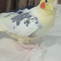 گم شده عروس هلندی|حیوانات|اهواز, کیانشهر|دیوار