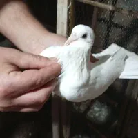 کبوتر یا کفتر|پرنده|رشت, پسیخان|دیوار