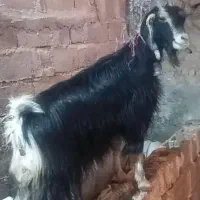 ۲راس سالار بز خلج چرمه و شهرکردی ناز