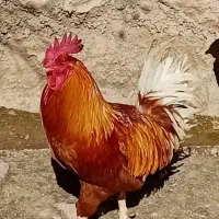 فروش  خروس محلی