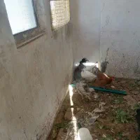 مرغ و خروس|حیوانات مزرعه|کرمان, |دیوار