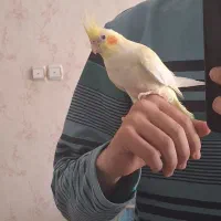 عروس هلندی با قفس