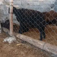 قوچ قره قزل افشاری و چندتابره قوچ همو چند قلوزا|حیوانات مزرعه|شیروان (خراسان), |دیوار