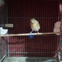 دوعدد سهره قناری|پرنده|قرچک, زیبا شهر|دیوار