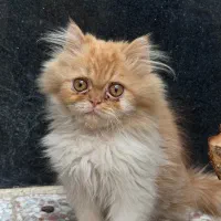 گربه توله پرشین|گربه|شیراز, درکی|دیوار