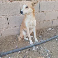 سگ هاسکی ماده