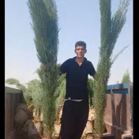 سرو شیراز نهال بلند قامت اصل مخصوص کم ابی