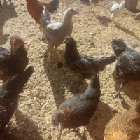 جوجه خروس محلی