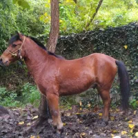 اسب کهر سال7 اخته|اسب و تجهیزات اسب‌سواری|لنگرود, |دیوار