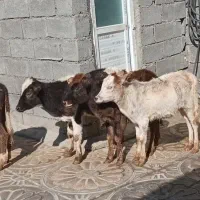 گوساله ۴عدد