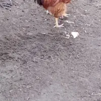 خروس گردن لخت|حیوانات مزرعه|گمیشان, |دیوار