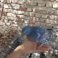 دو عدد جوجه گم شده
