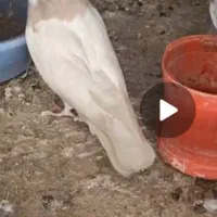 طوقی|پرنده|فارسان, |دیوار