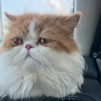 گربه پرشین سوپر فلت