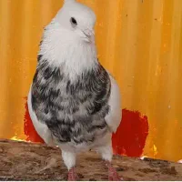 طوقی کرمانشاهی نر ۷ رنگ جوان پاک پاک بدون خطا