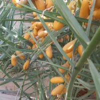 فروش بچ درخت پیارم