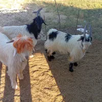 سه بیگ گله داری با ذو عدد بره داشتی