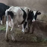 گاوشیری به همراه گوساله|حیوانات مزرعه|خوی, |دیوار