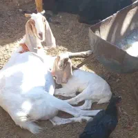 بز پاکستانی شکم دوم با بزغاله ماده گلابی