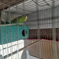 مرغ عشق|پرنده|شیراز, لب آب|دیوار