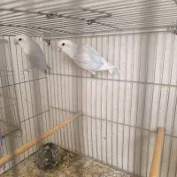 طوطی برزیلی مولد|پرنده|ملکان, |دیوار