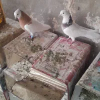 کبوتر طوقی|پرنده|خانمیرزا, |دیوار