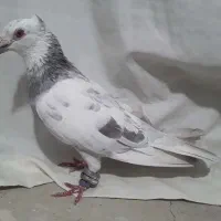 کفتریهودی نرسرخ وسار|پرنده|صادق آباد, |دیوار