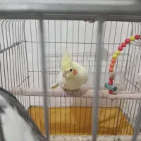 عروس هلندی ماده  سالم آمادهجفت