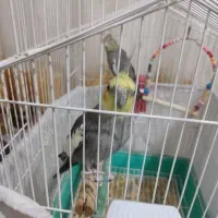 عروسی هلندی سخنگو