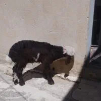 بره یک ماهه