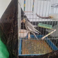 عروس هلندی مولد|پرنده|قم, حکمت شمالی|دیوار