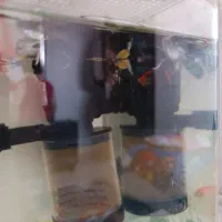 ماهی گیاه خار