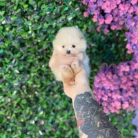 پامرانین فنجونی