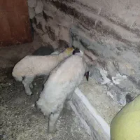 گوسفندوبره|حیوانات مزرعه|کرمانشاه, |دیوار