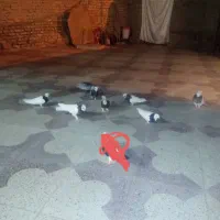 کبوتر|پرنده|فسا, |دیوار
