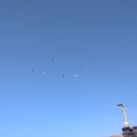 هشت عدد کبوتر بوم فروشی