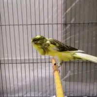 قناری ماده رسمی بلند|پرنده|تهران, جابری|دیوار