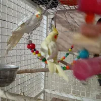 عروس هلندی|پرنده|پاکدشت, خاتون آباد|دیوار