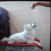 فوش سگ بانژاد پامرواگرگی بخاطر جابجایی|سگ|نسیم‌شهر, |دیوار