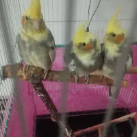 عروس هلندی|پرنده|قروه, |دیوار