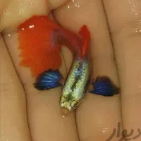 ماهی گوپی زبرا کالر آنجل تایگر فایتر آکواریوم کرج