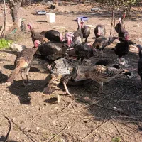 بوقلمون|حیوانات مزرعه|نوشهر, |دیوار