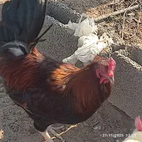 مرغ گلین خوشکل وگلپایگان|حیوانات مزرعه|تنکمان, |دیوار