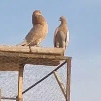 کفتروکبوتر یه جفت زرد خوشگل پرشی تهرانی