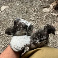 فروش یک جفت کبوتر پرشی